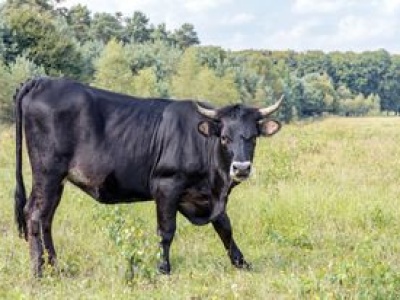 Zwłoki ojca i syna na Kaszubach. Po podwórzu biegał byk