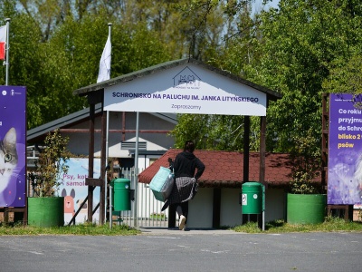 Wśród wolontariuszy Schroniska na Paluchu wrze. Wszyscy mieli dostać wypowiedzenia