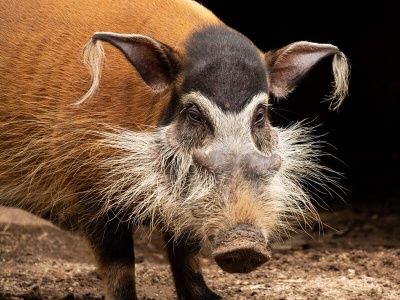 Ewakuowano poznańskie zoo. Uciekł „niegrzeczny chłopczyk”