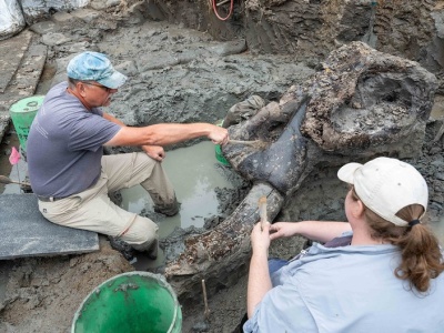 Mastodont sprzed kilkunastu tys. lat. Szczątki mogą wyjaśnić wyginięcie