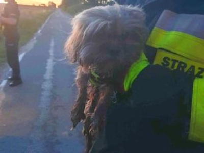 Jej pies tonął w worku. Teraz właścicielka chce go z powrotem