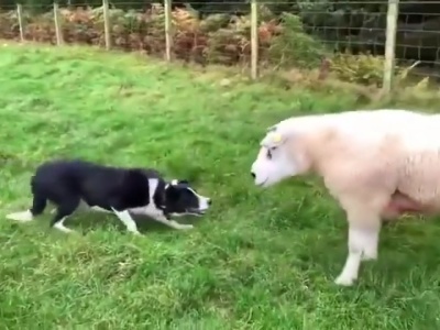 Border collie zna się dobrze  na swojej pracy [WIDEO]