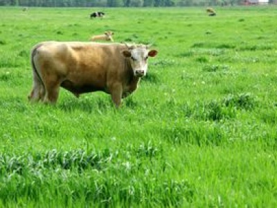 Ciało mężczyzny i zagroda byków. Wiadomo, co tam się stało