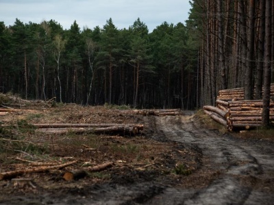 Walka z wylesianiem i degradacją lasów. Firmy będą musiały spełnić restrykcyjne wymogi