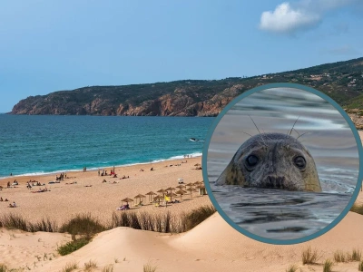 Nietypowa wizyta na plaży w Portugalii. Plażowicze byli w szoku