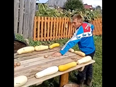 Podlaski bilard. Przegrany obiera ziemniaki! [WIDEO]