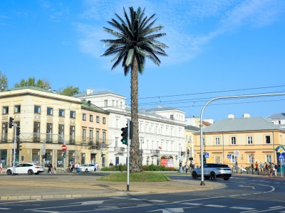 Warszawa. Najsłynniejsza palma w Polsce z nowym właścicielem