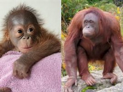 Ludzkie matki zostały nauczycielkami orangutanki. 