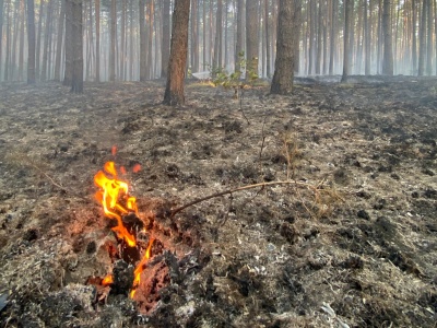 POWIAT NOWOTOMYSKI: Pożar ściółki