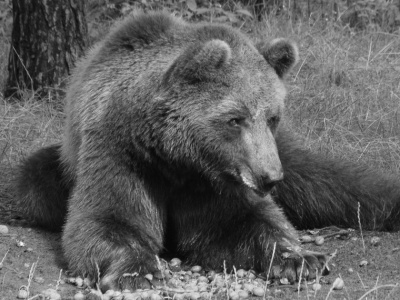 Przez wiele lat był żywą zabawką dla ludzi. Teraz Baloo już nie cierpi... 