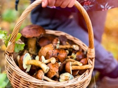 Podczas grzybobrania patrz w górę. Trik grzybiarzy na pełne kosze