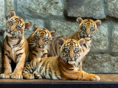 ZOO Wrocław. Sensacyjne narodziny! Na świat przyszły cztery tygrysy sumatrzańskie