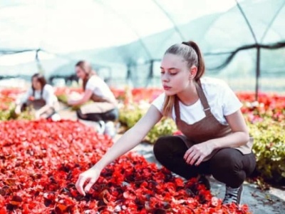 Wróciła moda na saksy. Można zarobić trzy razy więcej niż w Polsce