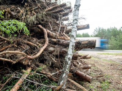 Nagły zwrot w sprawie drewna energetycznego. Producenci płyt wiórowych idą na rękę energetykom