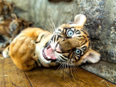 Czworaczki z wrocławskiego ZOO nie mają imion. Zaproponuj! Małe tygryski czekają