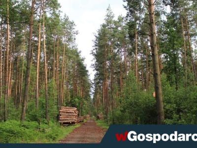 Polskie lasy rosną, podczas gdy świat się wylesia