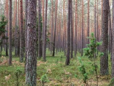 Nowe ogniska śmiertelnie groźnej choroby. Jeśli zobaczysz to w lesie - nie dotykaj