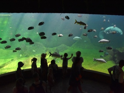 Znów można nocować w Afrykarium we Wrocławiu. Cena może zaskoczyć