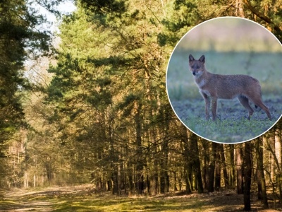 Potrącone na ulicy zwierzę trafiło do badań. Specjaliści w szoku. 