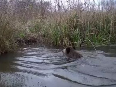 Pokazali nagranie z fotopułapki. Internauci rozbawieni