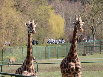 Największe zoo w Polsce znajduje się nad morzem. To dom dla setek gatunków zwierząt