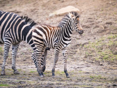 Narodziny we wrocławskim zoo – poznajcie Bakcyla.