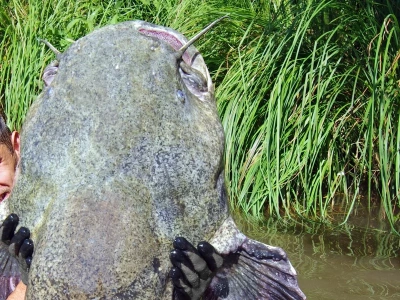 Sum gigant z Jeziora Mietkowskiego. Takiej ryby nie widziałeś