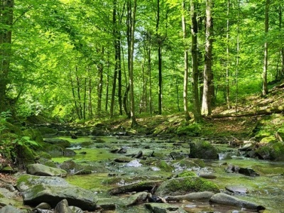 Leśnicy planują sprzedać w tym roku niemal 1,94 mln m sześc. podkarpackiego drewna