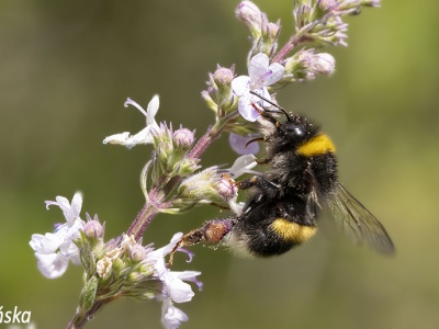 Kocimiętka naga – Nepeta nuda L.