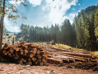 Lasy Państwowe zarabiają fortunę. W 2024 dwa razy więcej, niż planowano