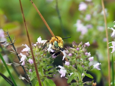 Macierzanka piaskowa – Thymus serpyllum L.