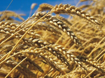 Światowa i unijna produkcja pszenicy powinna odbić w górę w tym roku