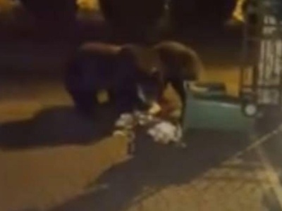 „Nie ma posesji, której nie odwiedziłby niedźwiedź”. Dramatyczny apel wójta Soliny do premiera