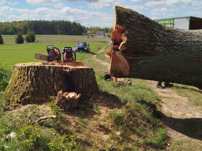 Skandal na Pomorzu. Wycięto 300-letni dąb. Mieszkańcy oburzeni