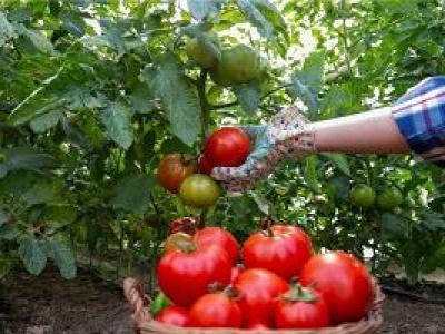 Gwarantuje wysyp dorodnych i soczystych pomidorów. Wciąż niewiele osób go stosuje
