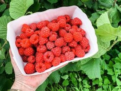 Nie wyrzucaj resztek. Zalej je wodą i podlej krzewy malin. Latem nie nadążysz ze zbieraniem owoców