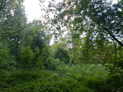 Ochrońmy dolinę rzeki Jasień, powiększmy park Widzewski. Mieszkańcy Łodzi zbierają podpisy pod petycją