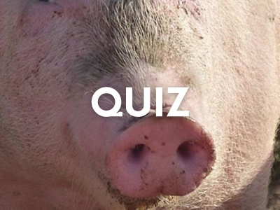 Poznasz zwierzę po pyszczku? To quiz dla spostrzegawczych osób
