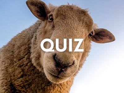 Trudny quiz wiedzy o zwierzętach. Odpowiesz poprawnie na 13 pytań?