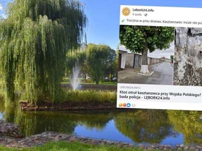 Mieszkańcy Lęborka oburzeni. Pokazali, co ktoś zrobił z cennym drzewem
