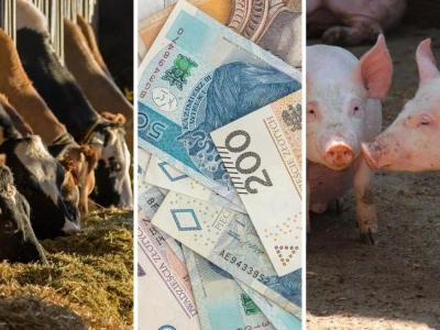 150 tys. zł na bydło i świnie. Za co rolnik może dostać najwięcej punktów?