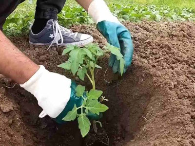 Wsyp do dołka specjalny dodatek. Pomidory obrodzą na całego