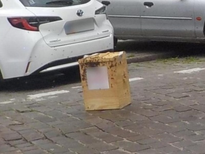 Warszawa. Rój pszczół nad głowami przechodniów