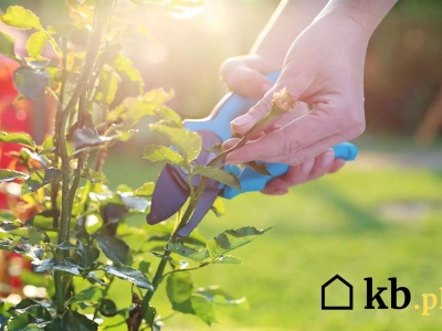 Ogrodnicy biją na alarm: zrób to w maju, inaczej Twoje róże już nie zakwitną!