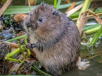 Naturalny wróg nornic. Gdy go poczują, uciekają z krzykiem