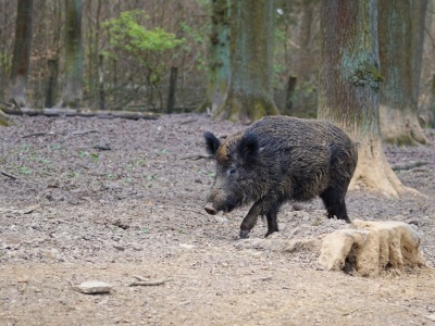 Dziki w mieście. Unia zakazuje ich wywozu, z odstrzałem nie zgadzają się społecznicy