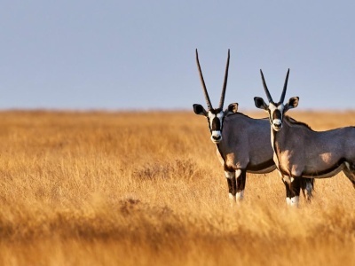 Szczepienia przed podróżą do Namibii – zalecenia i wymagania