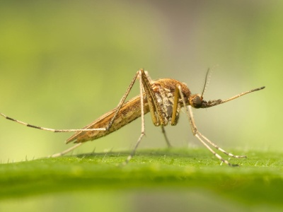 Tegoroczne lato może być wolne od komarów – wszystko przez suchą wiosnę