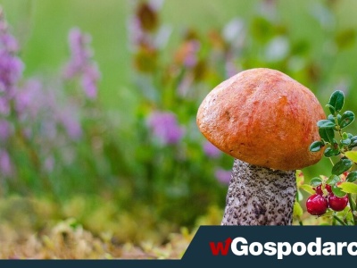 Wysyp grzybów na wiosnę?