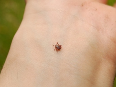 Osoby o tej grupie krwi muszą uważać najbardziej na kleszcze